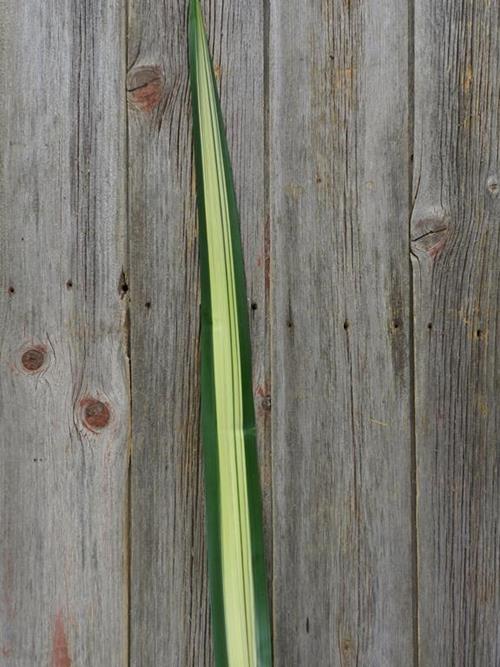 VARIEGATED FLAX LEAF